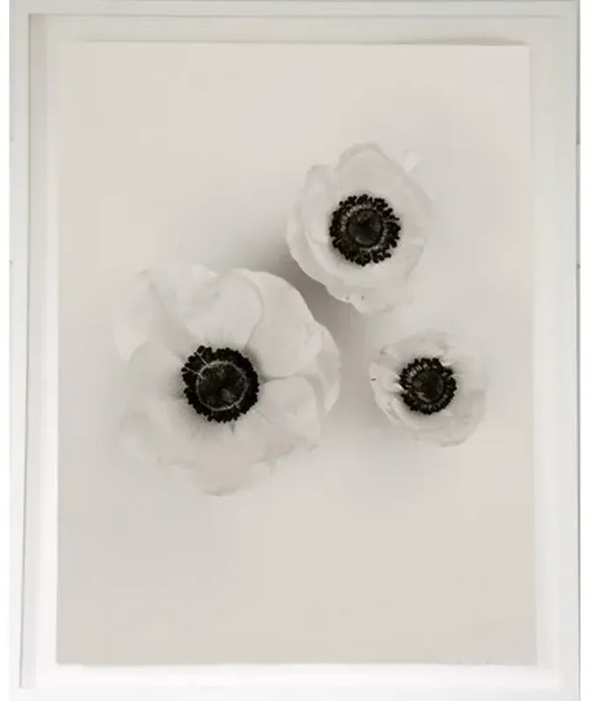 Dawn Wolfe - Anemones on Linen - Dawn Wolfe Design - Black