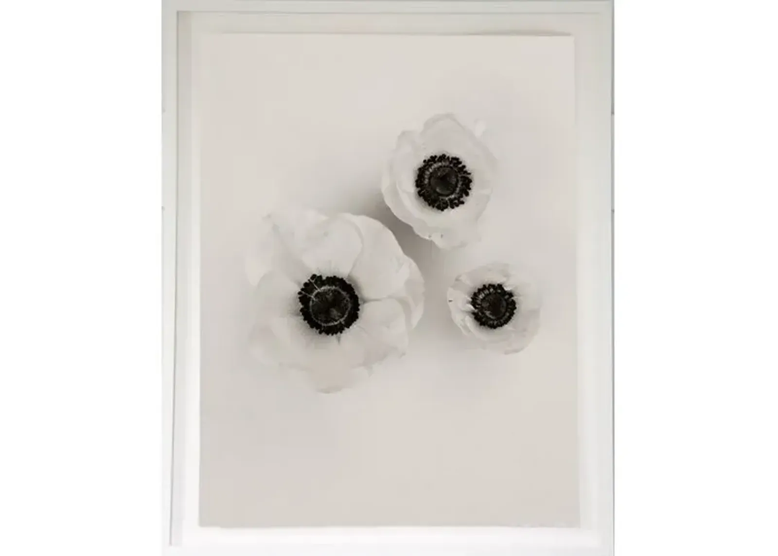 Dawn Wolfe - Anemones on Linen - Dawn Wolfe Design - Black