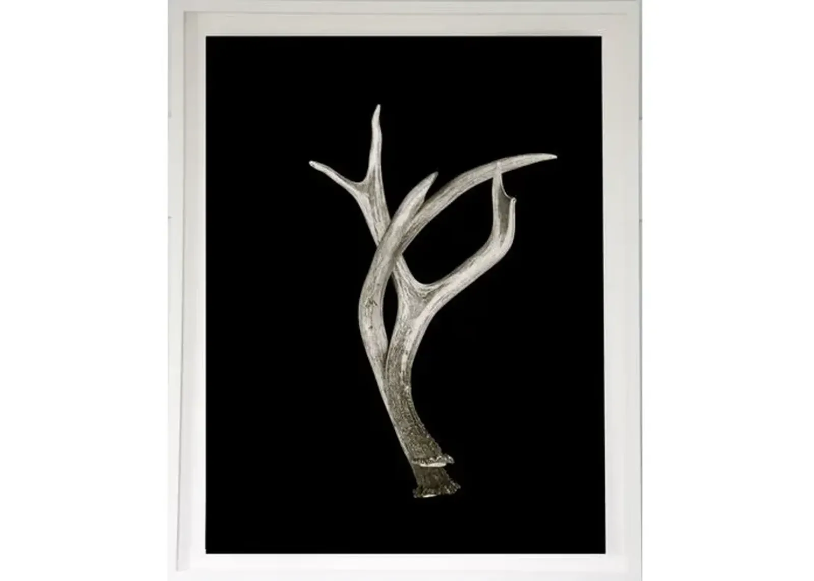 Dawn Wolfe - Antler on Black - Dawn Wolfe Design