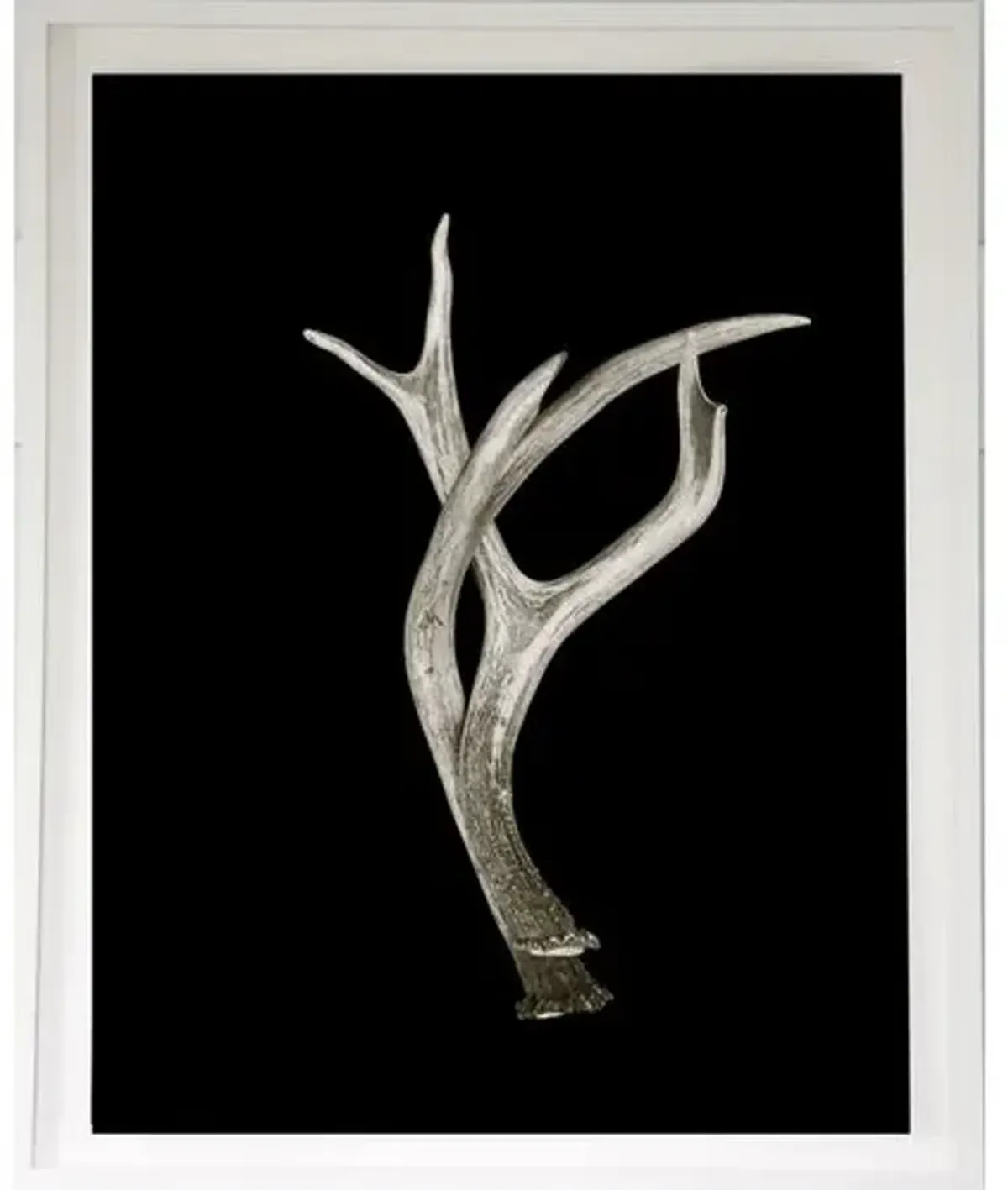 Dawn Wolfe - Antler on Black - Dawn Wolfe Design