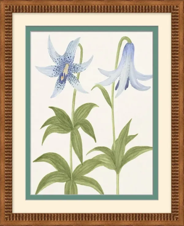 Periwinkle Flowers 2