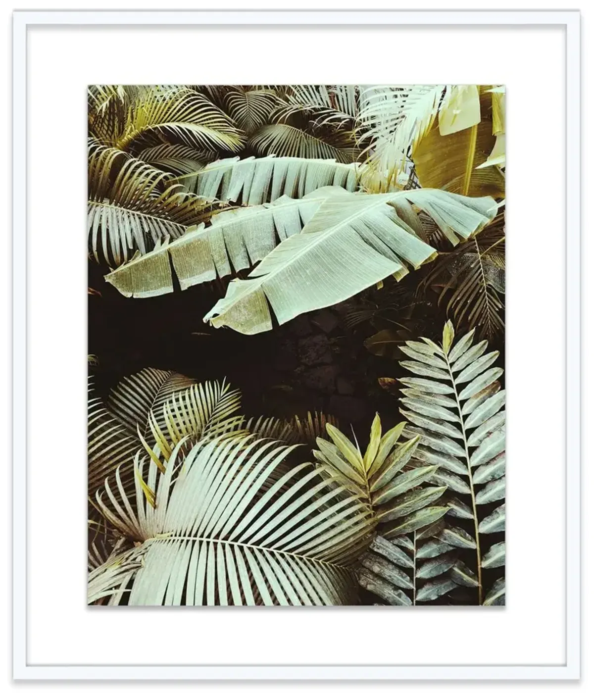 Christine Flynn, Palm Leaves Photograph