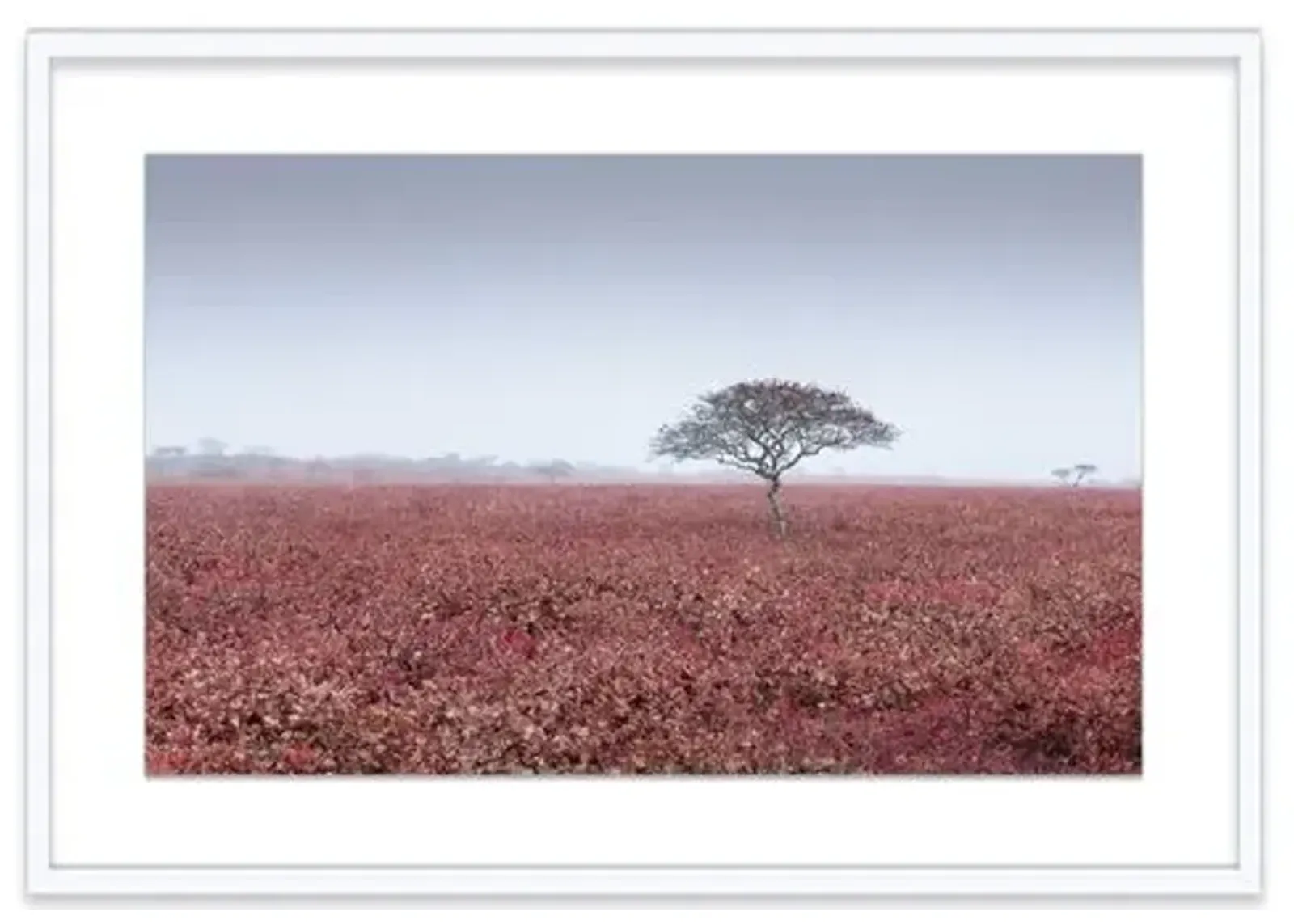 James Ogilvy - Red Field