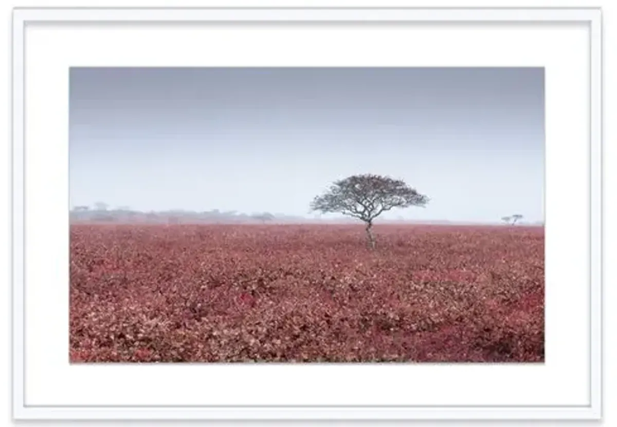 James Ogilvy - Red Field Photograph