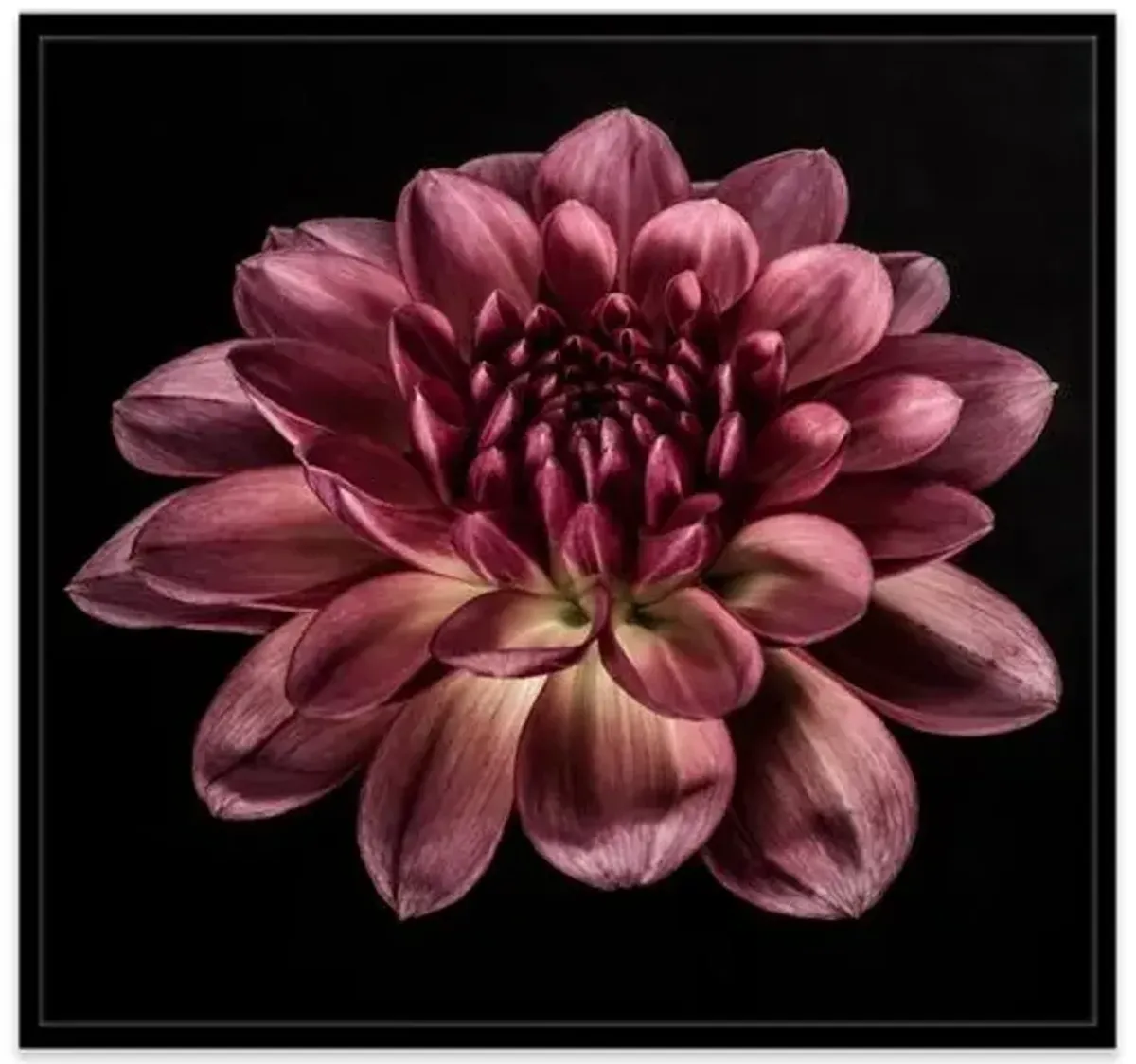 James Ogilvy - Dahlia IV Photograph