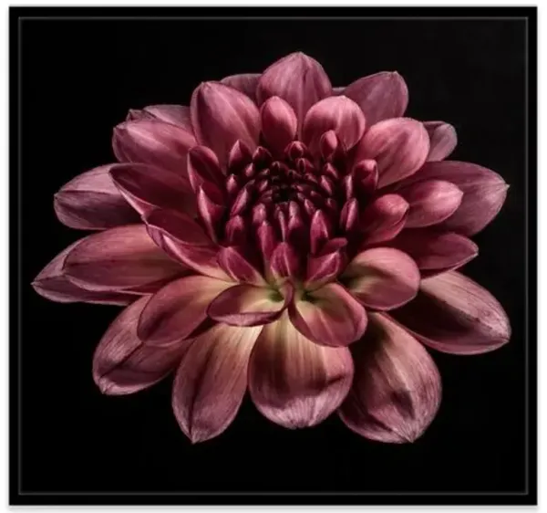James Ogilvy - Dahlia IV Photograph