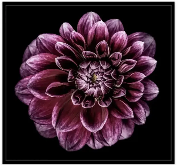 James Ogilvy, Dahlia VIII Photograph