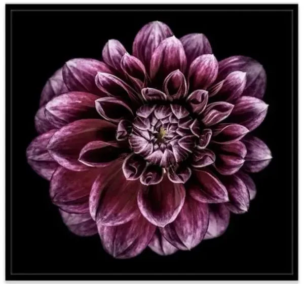 James Ogilvy - Dahlia VIII Photograph