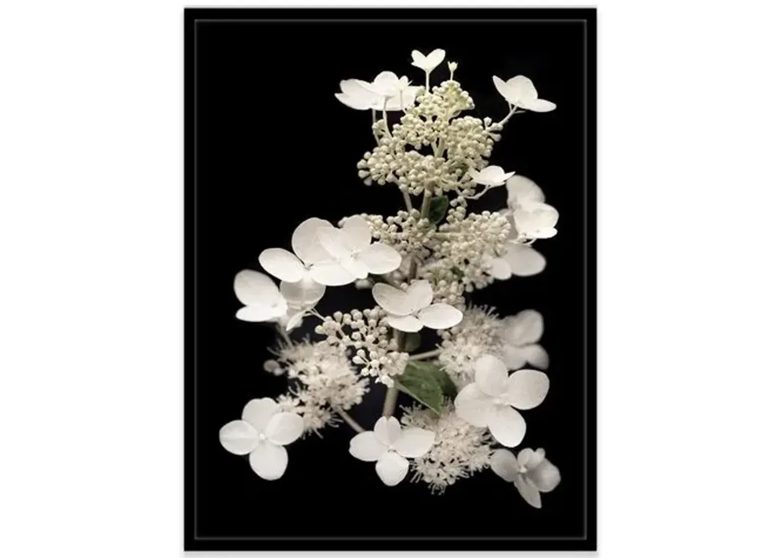 James Ogilvy - Hydrangea Paniculata I