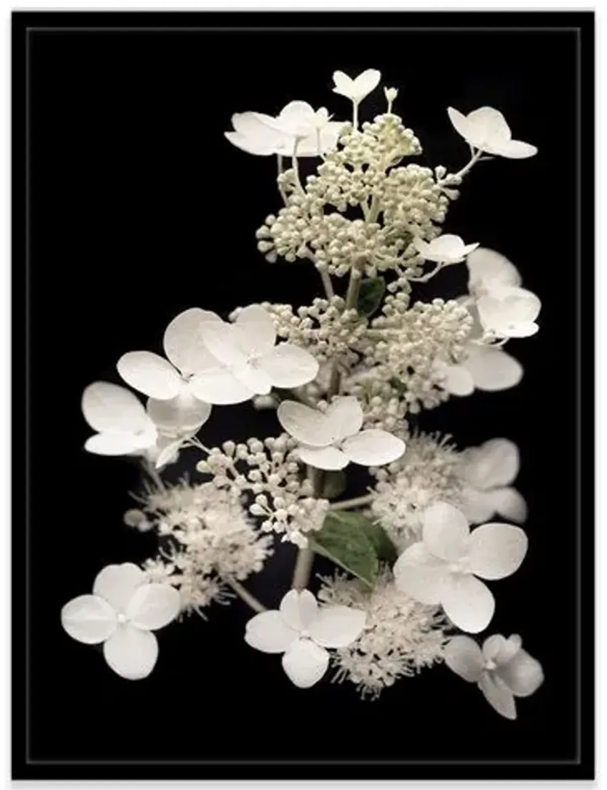 James Ogilvy - Hydrangea Paniculata I