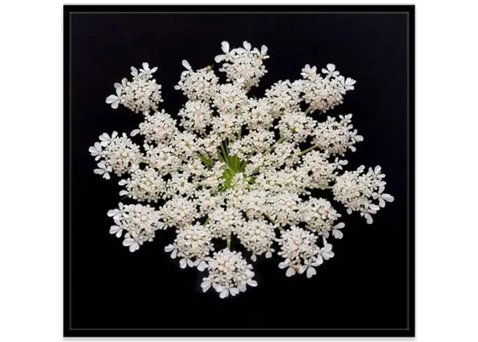 James Ogilvy - Queen Anne's Lace III