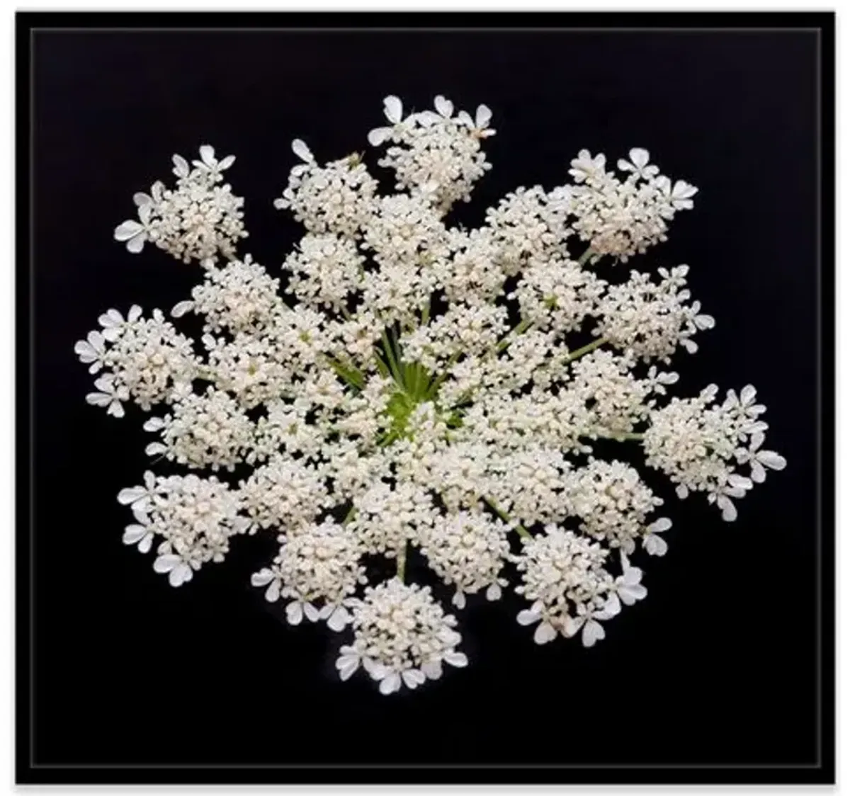 James Ogilvy - Queen Anne's Lace III