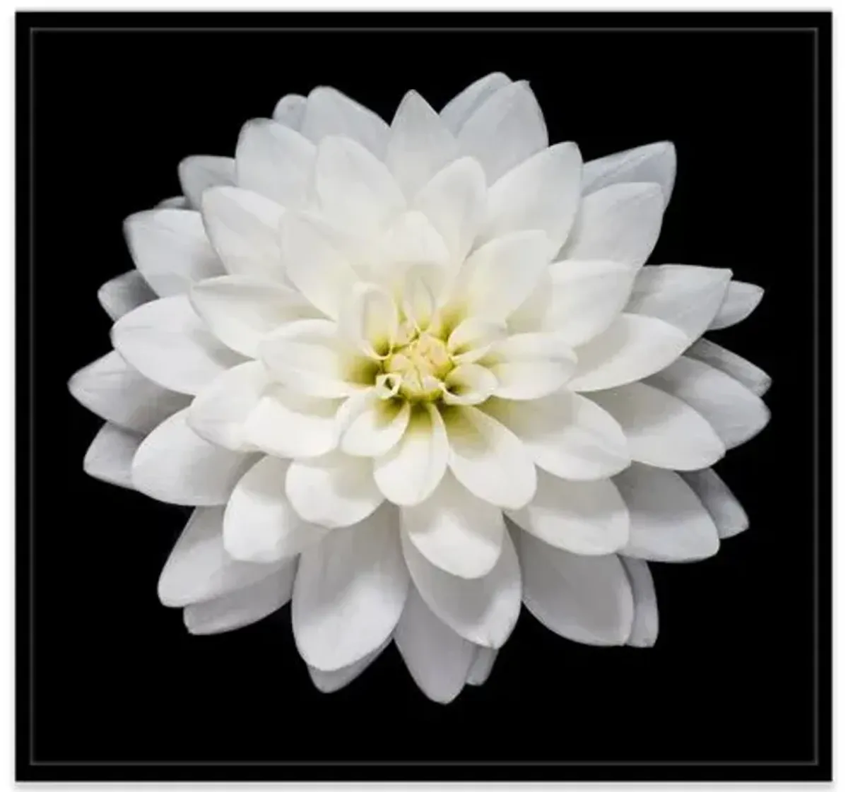 James Ogilvy - Dahlia I Photograph