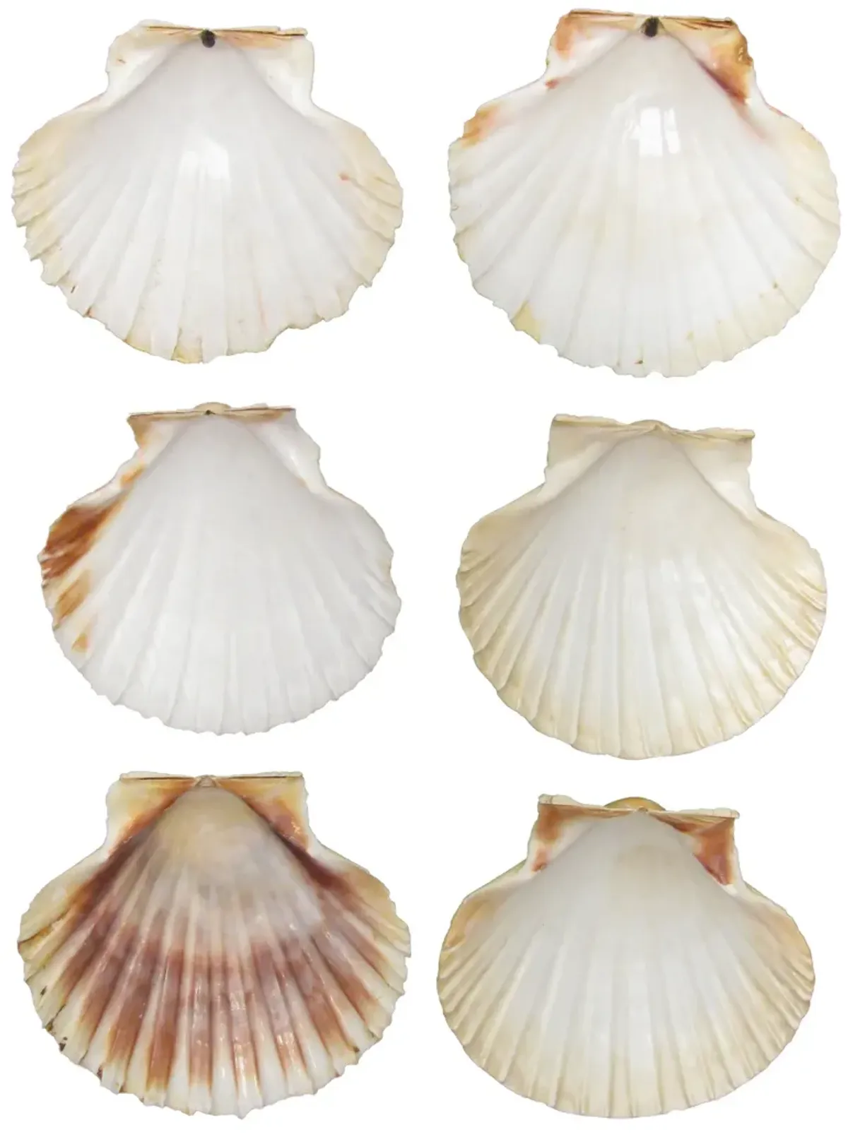 Mediterranean Scallop Shells - Set of 6 - Chez Vous - White