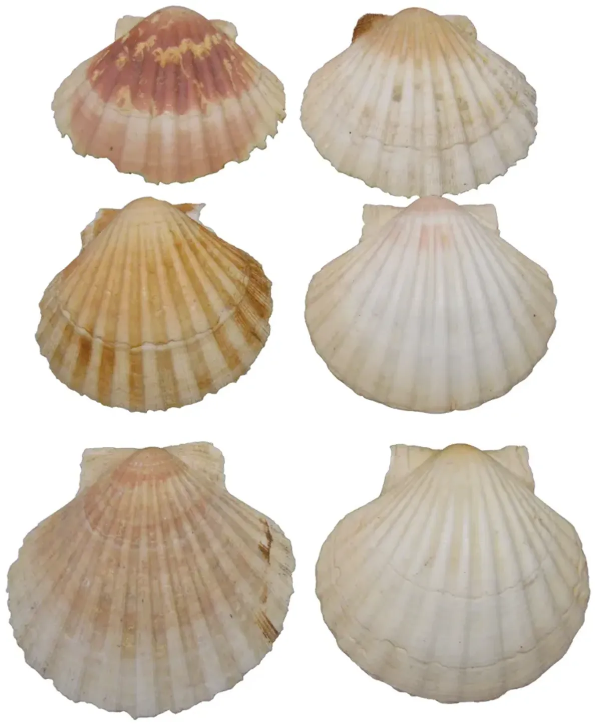 Mediterranean Scallop Shells - Set of 6 - Chez Vous - White