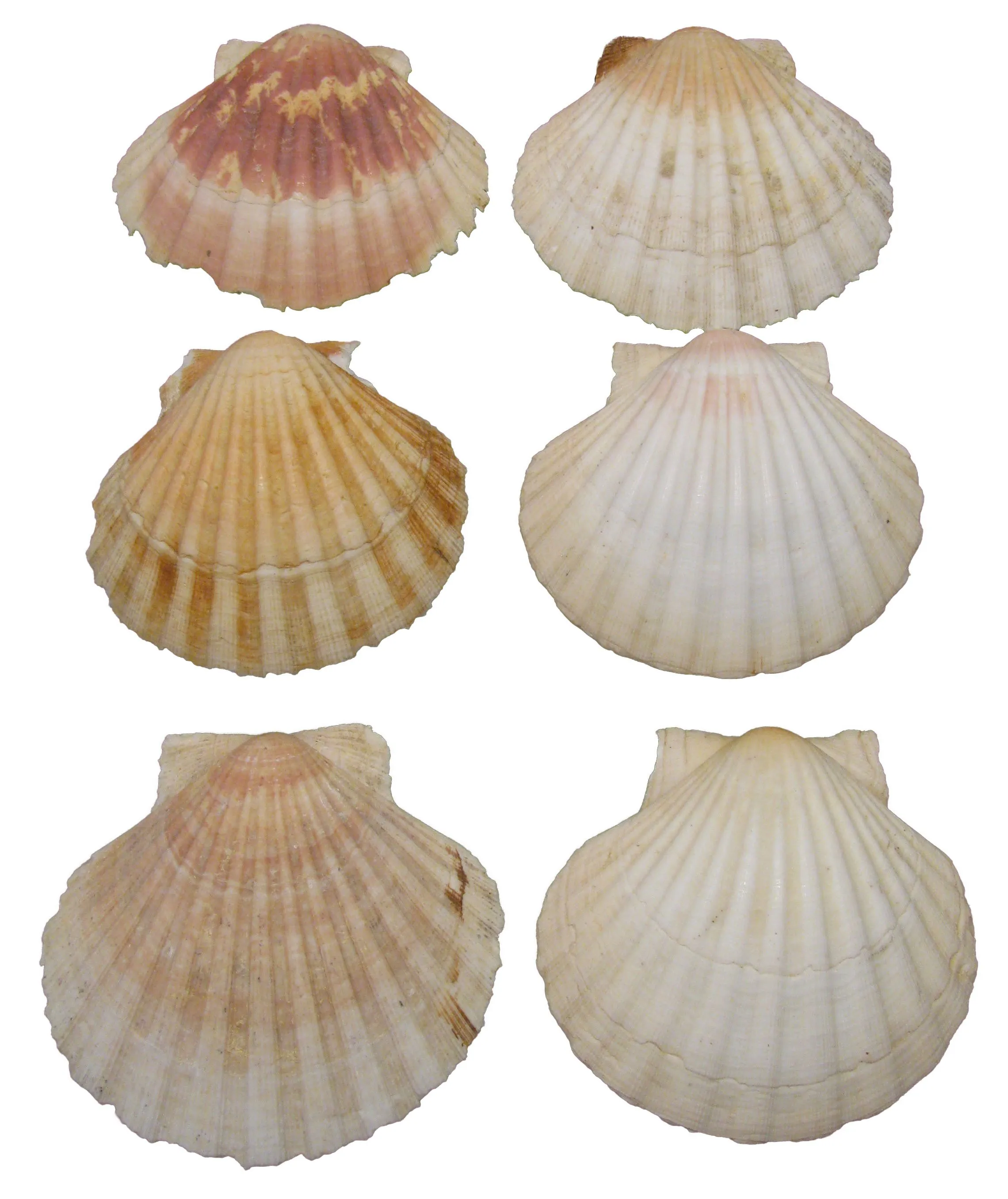 Mediterranean Scallop Shells - Set of 6 - Chez Vous - White