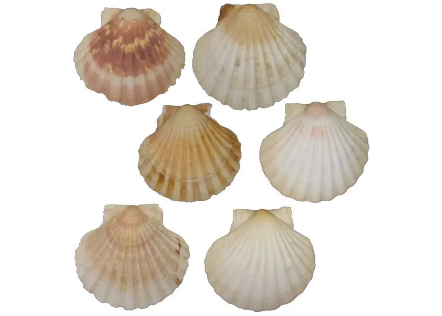 Mediterranean Scallop Shells - Set of 6 - Chez Vous - White