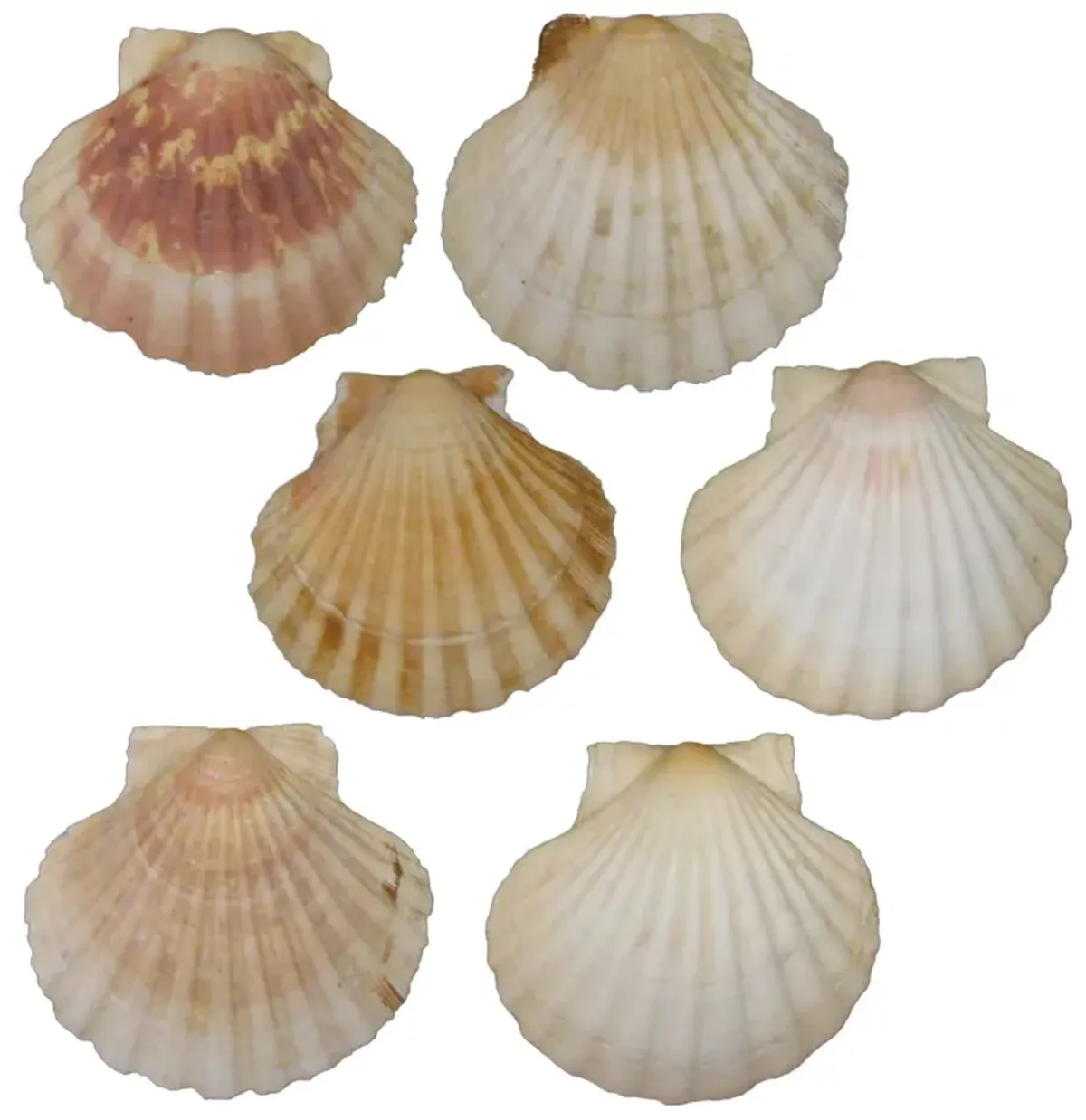 Mediterranean Scallop Shells - Set of 6 - Chez Vous - White