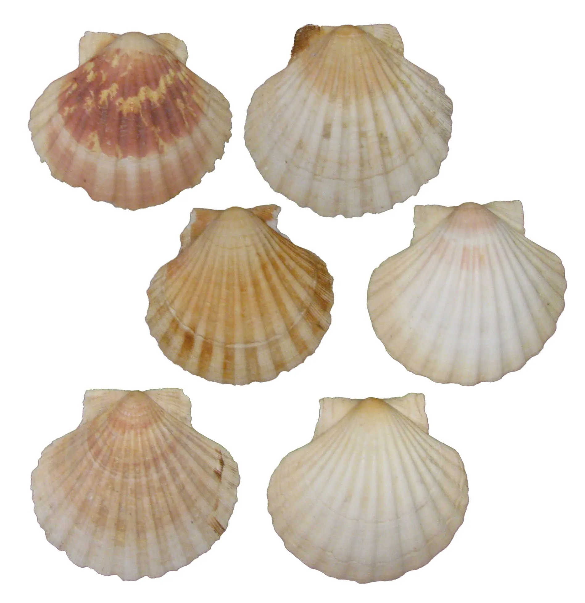 Mediterranean Scallop Shells - Set of 6 - Chez Vous - White