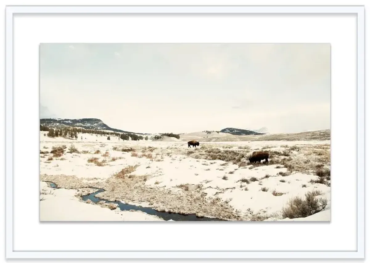 Christine Flynn, Bison Lamar Valley II Photograph