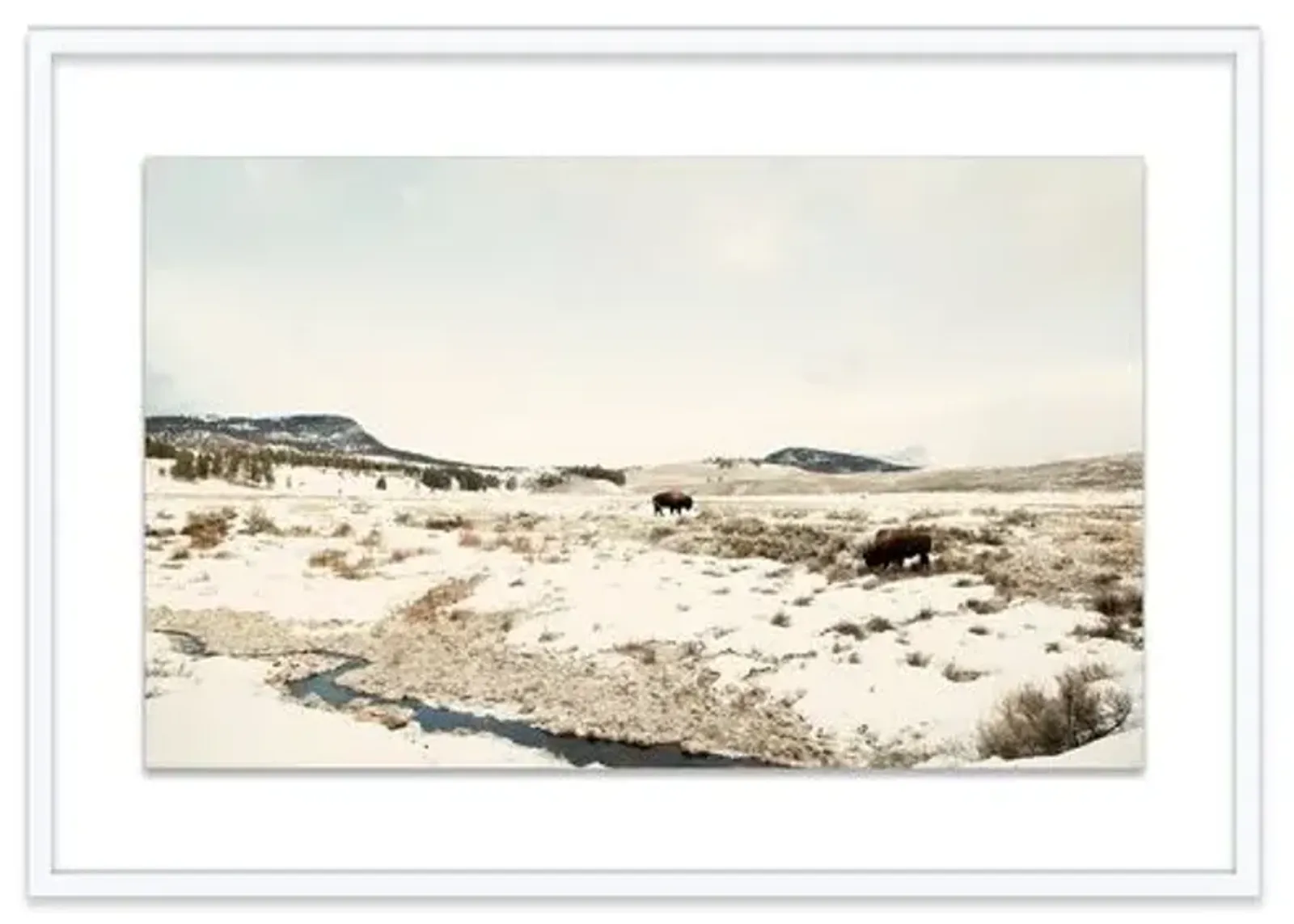 Christine Flynn - Bison Lamar Valley II