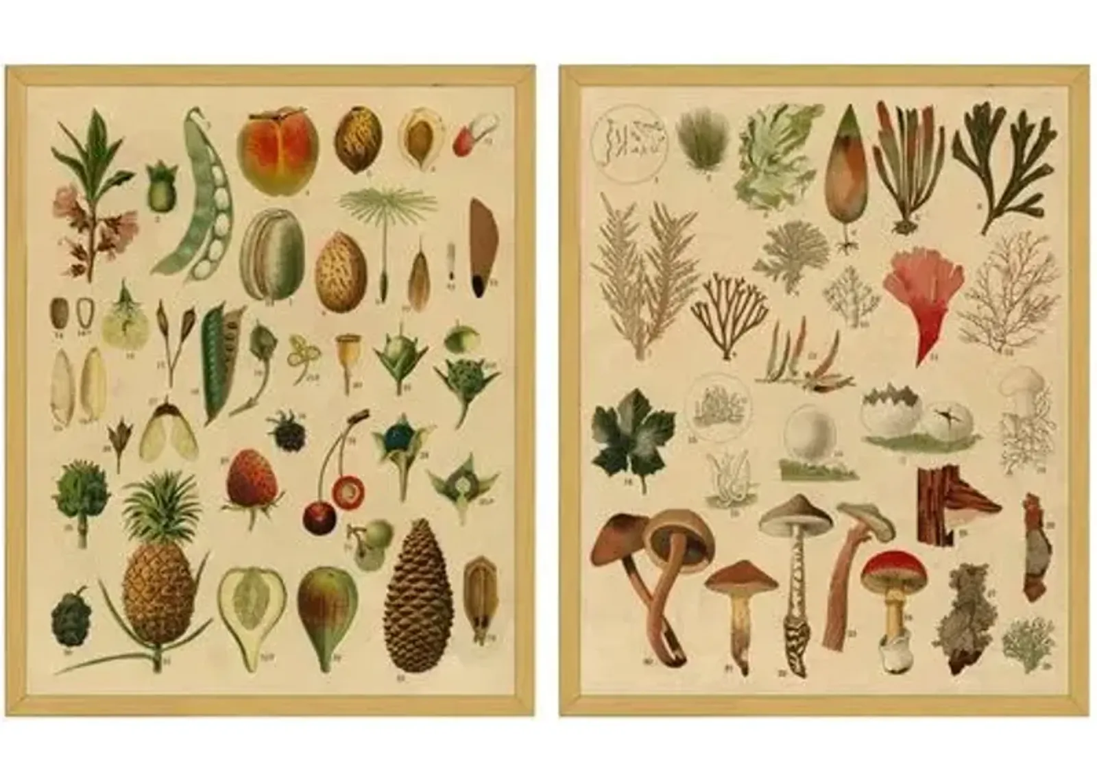 Smith & Co. - Fruit & Mushroom Botanicals