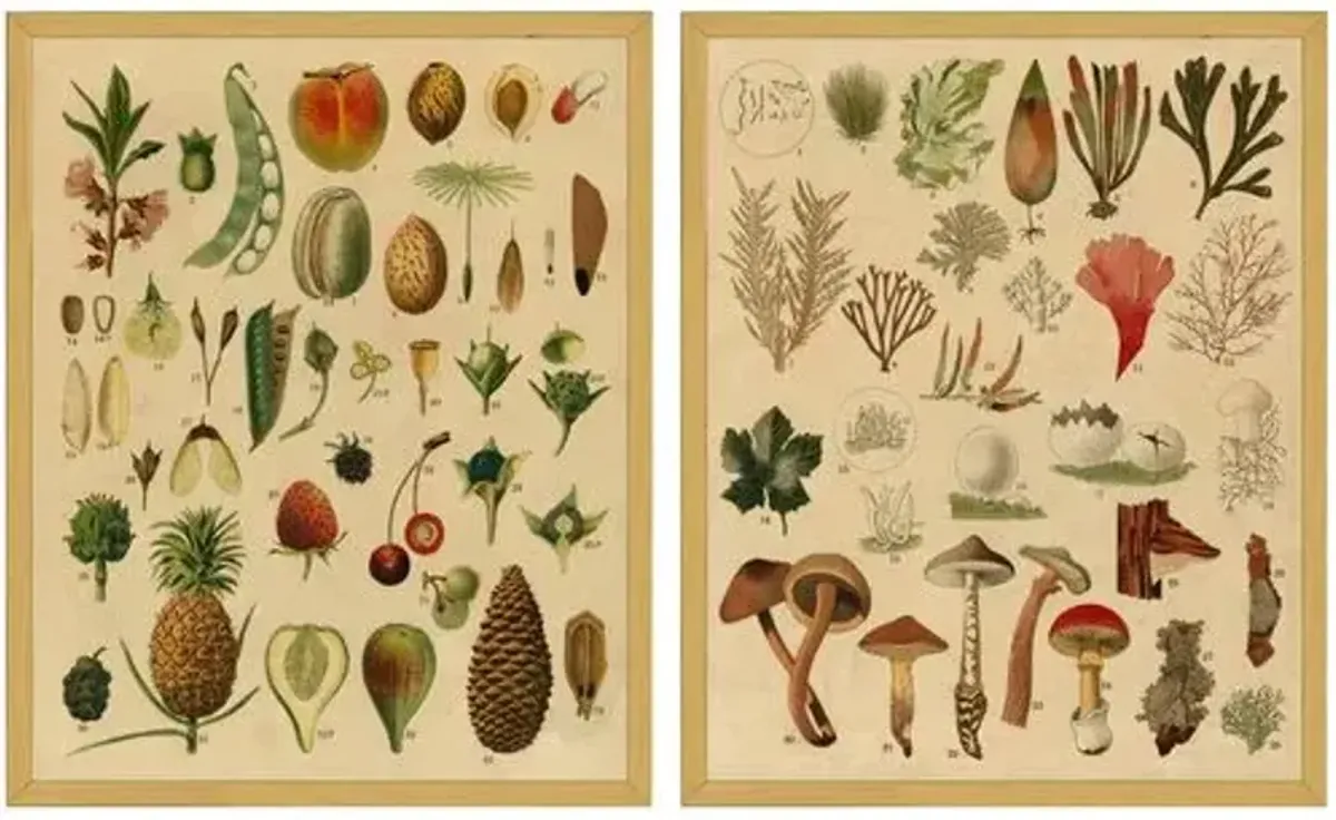 Smith & Co. - Fruit & Mushroom Botanicals