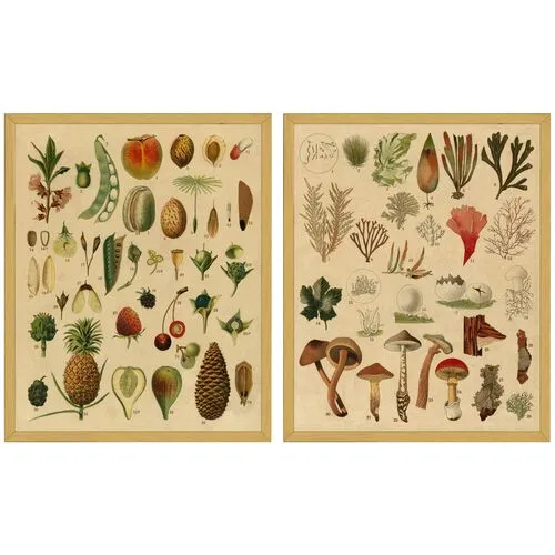 Smith & Co. - Fruit & Mushroom Botanicals