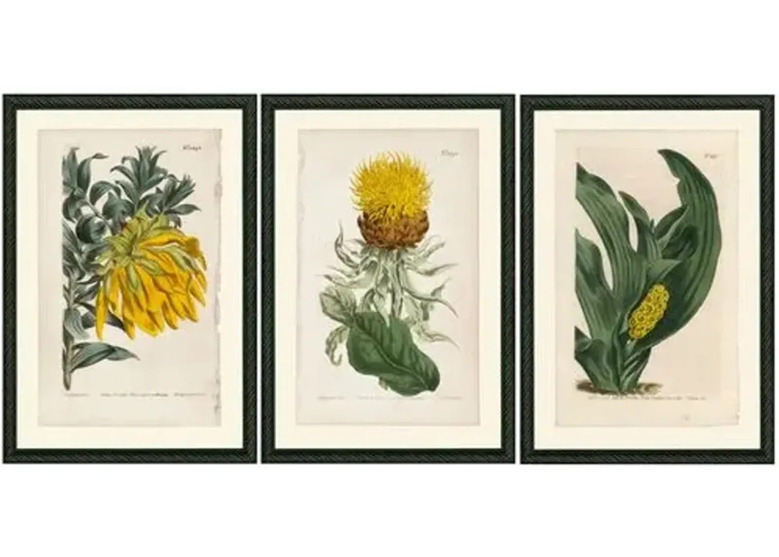 Smith & Co. - Yellow Botanicals