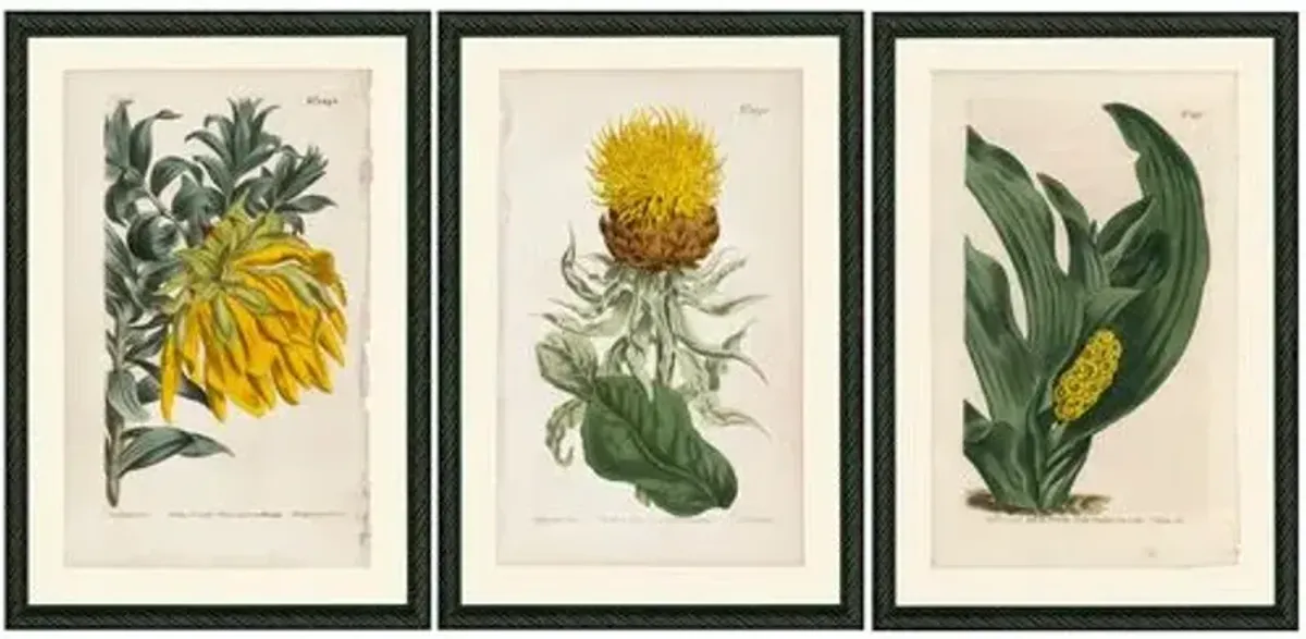 Smith & Co. - Yellow Botanicals