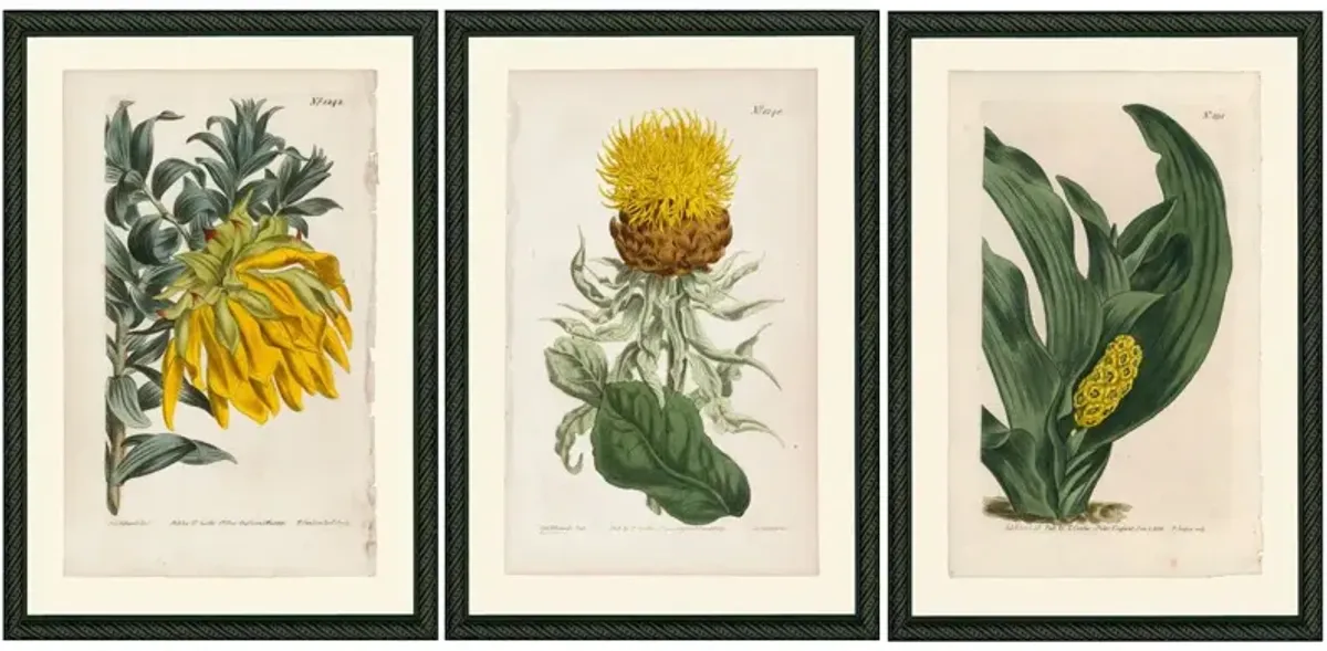 Smith & Co., Yellow Botanicals