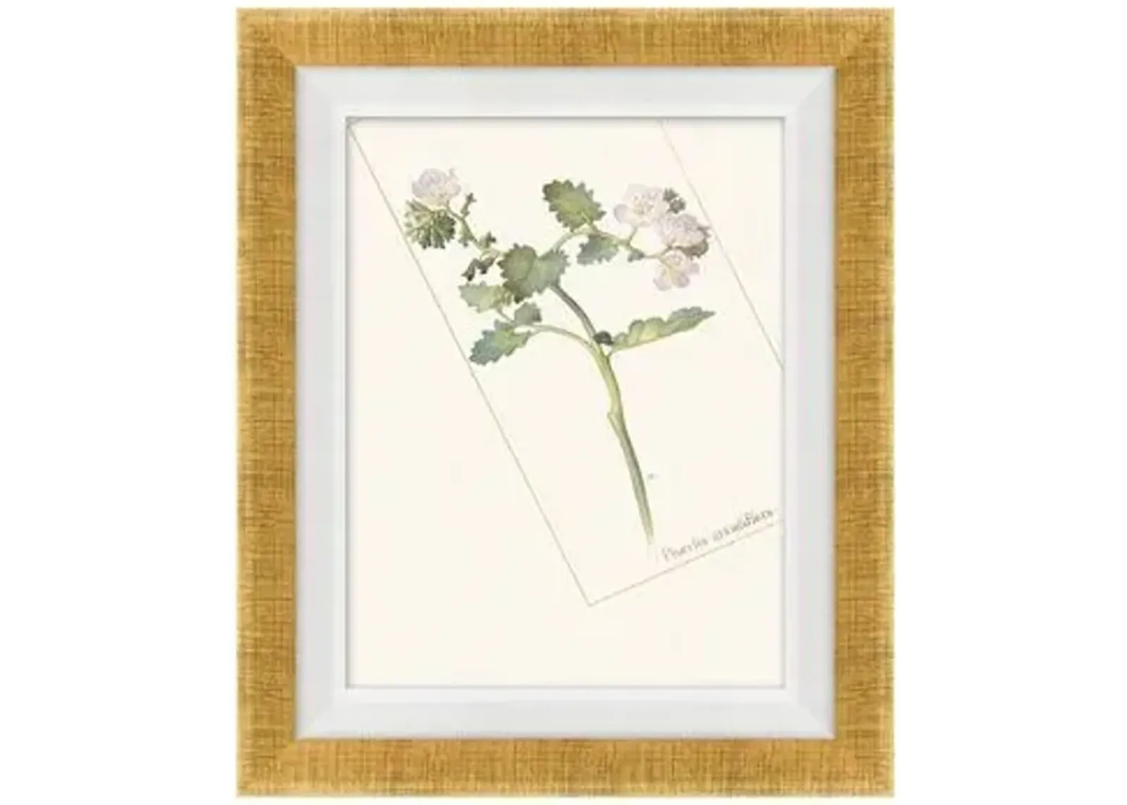 Floral Lithograph I