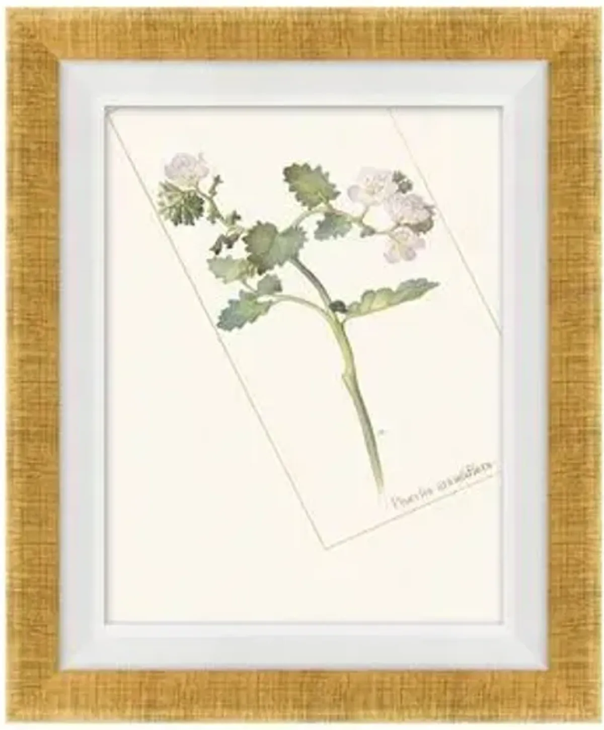 Floral Lithograph I