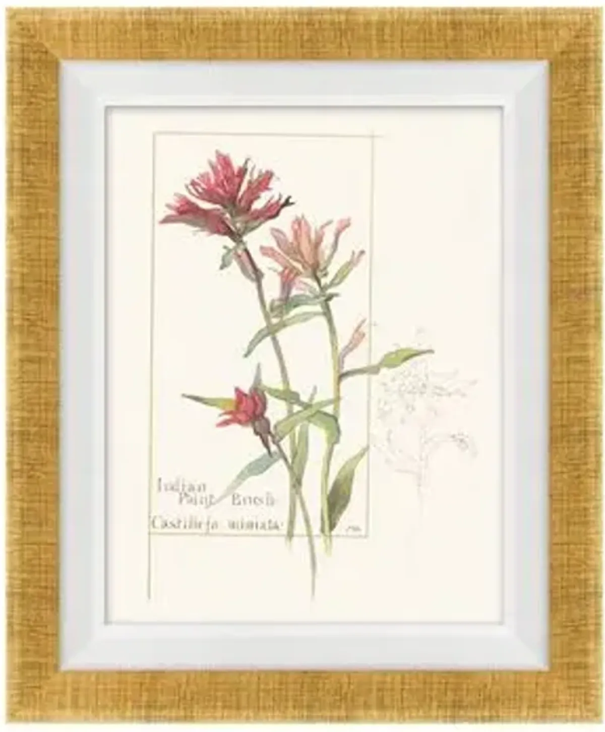 Set of 4 Floral Lithographs