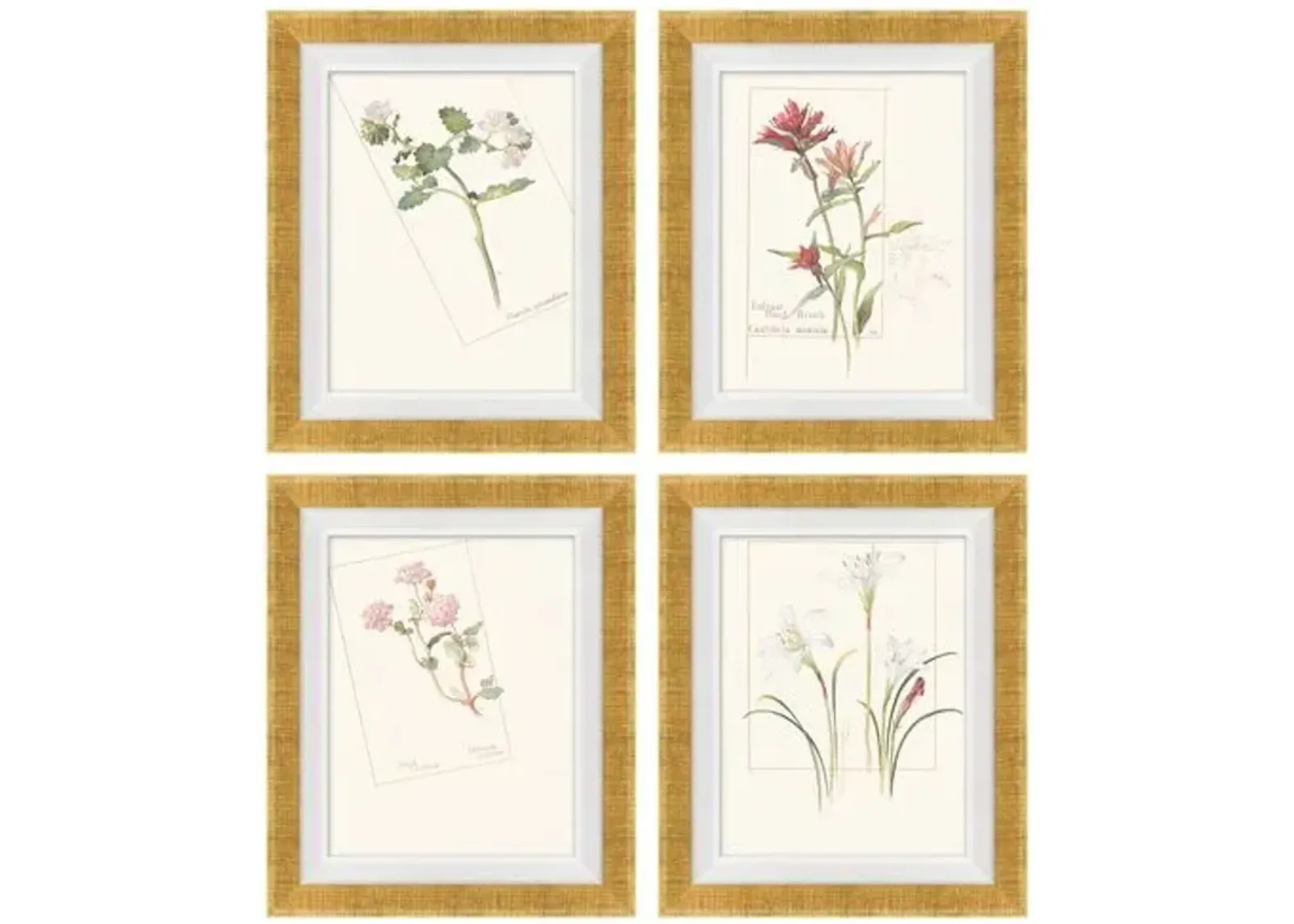 Set of 4 Floral Lithographs