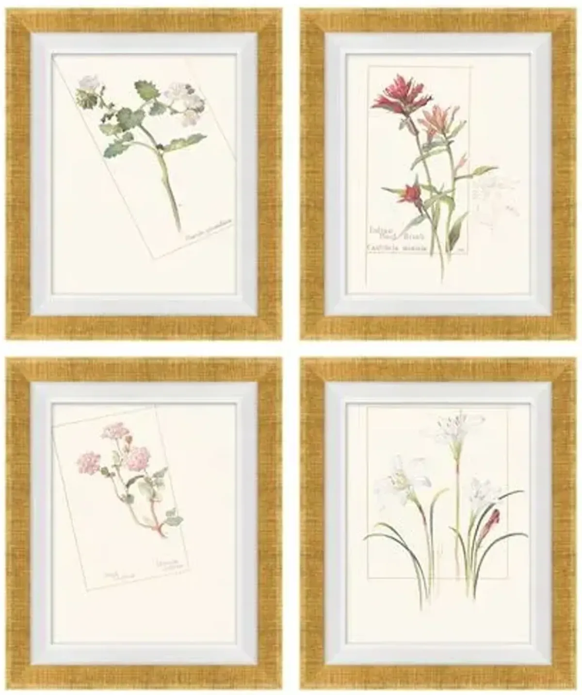 Set of 4 Floral Lithographs