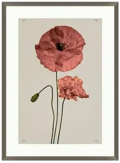 Poppy I