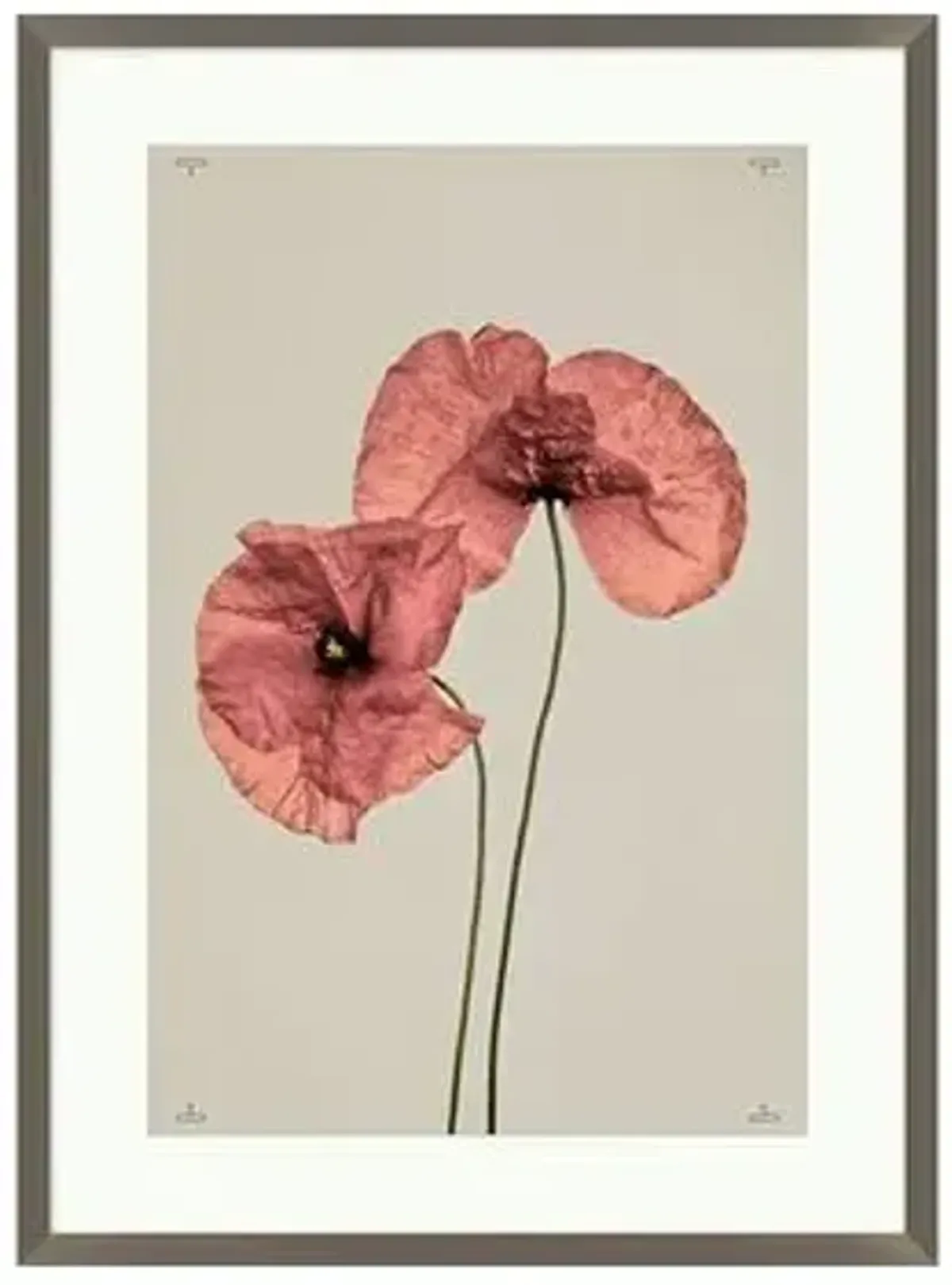 Poppy II