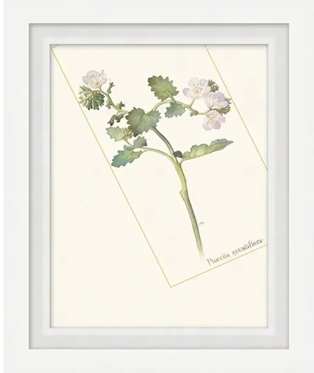 Floral Lithograph I