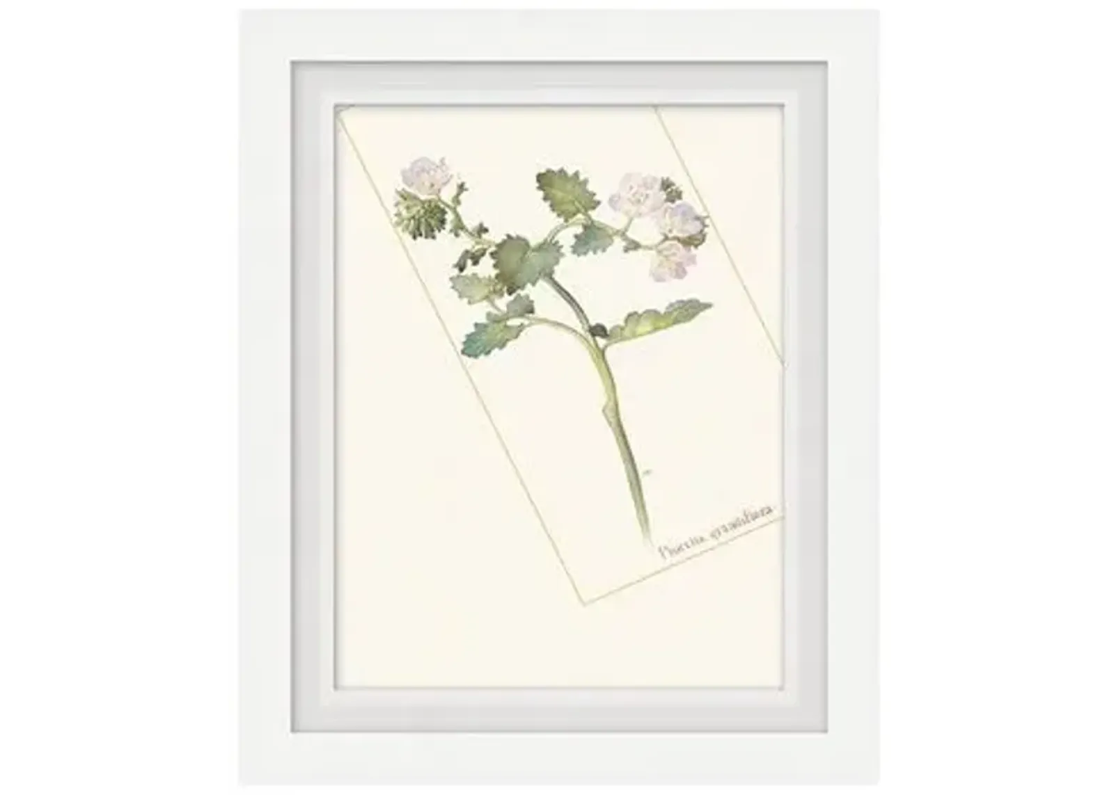 Floral Lithograph I