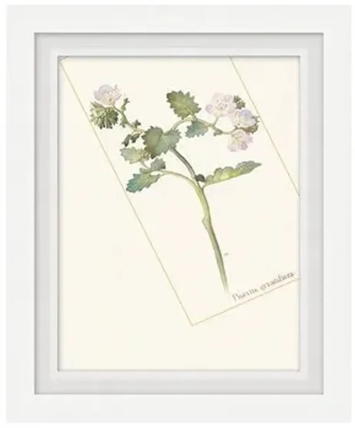 Floral Lithograph I