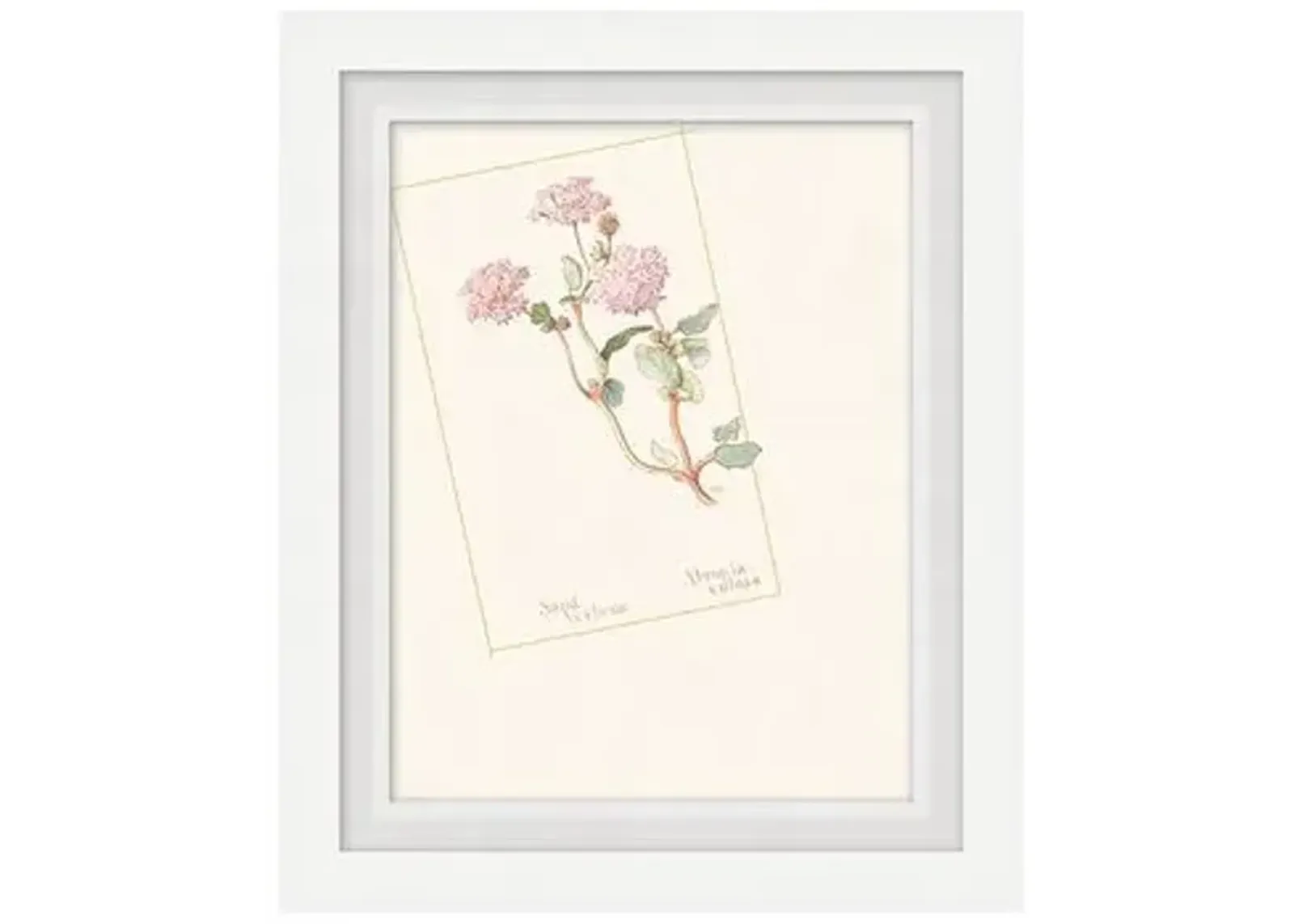 Floral Lithograph III