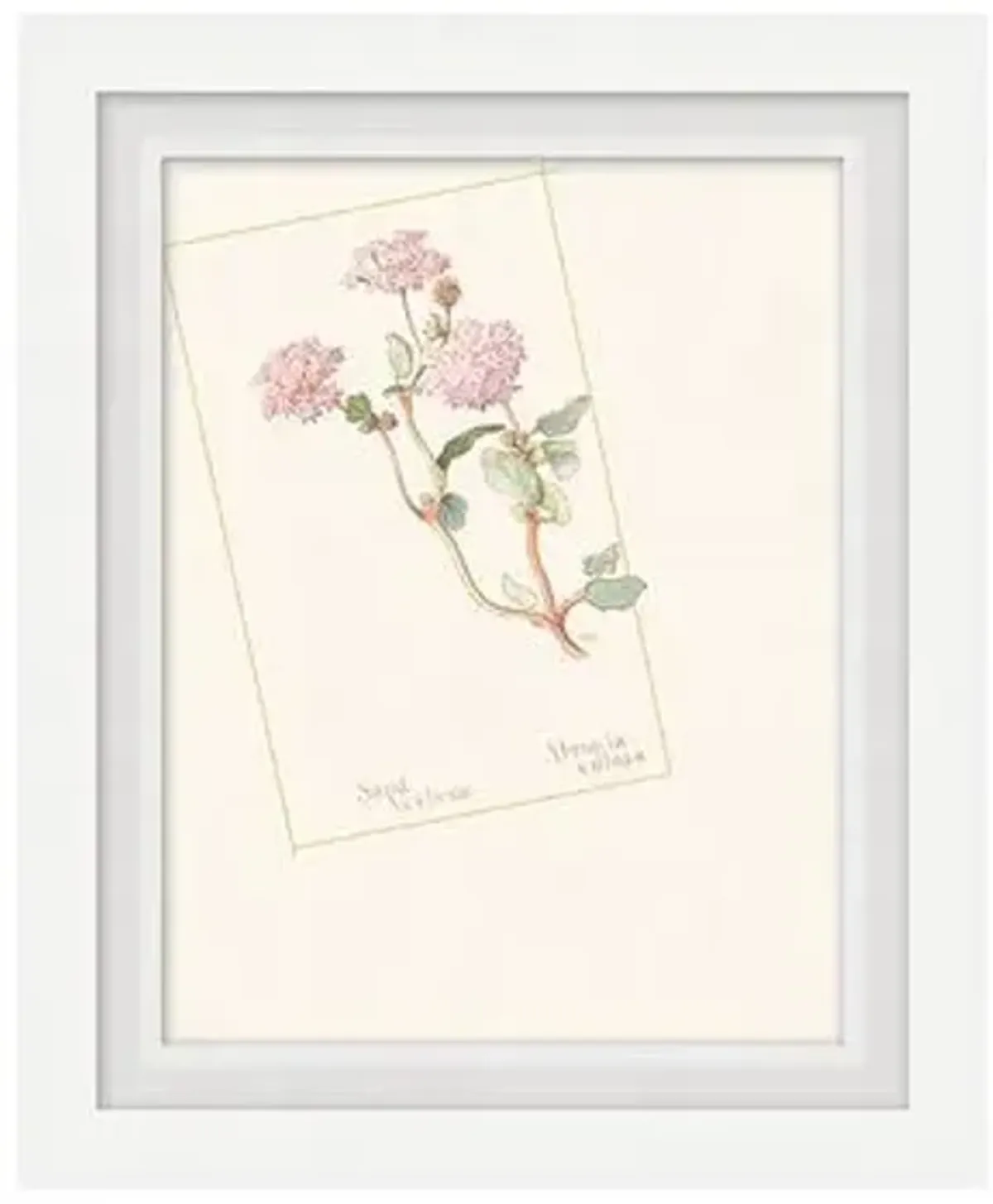 Floral Lithograph III