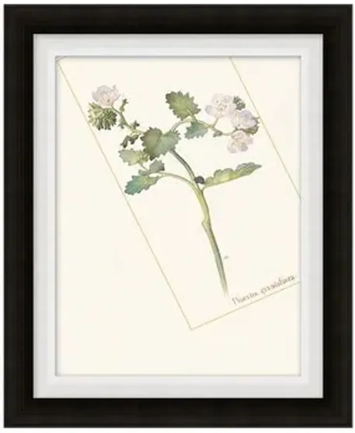 Floral Lithograph I