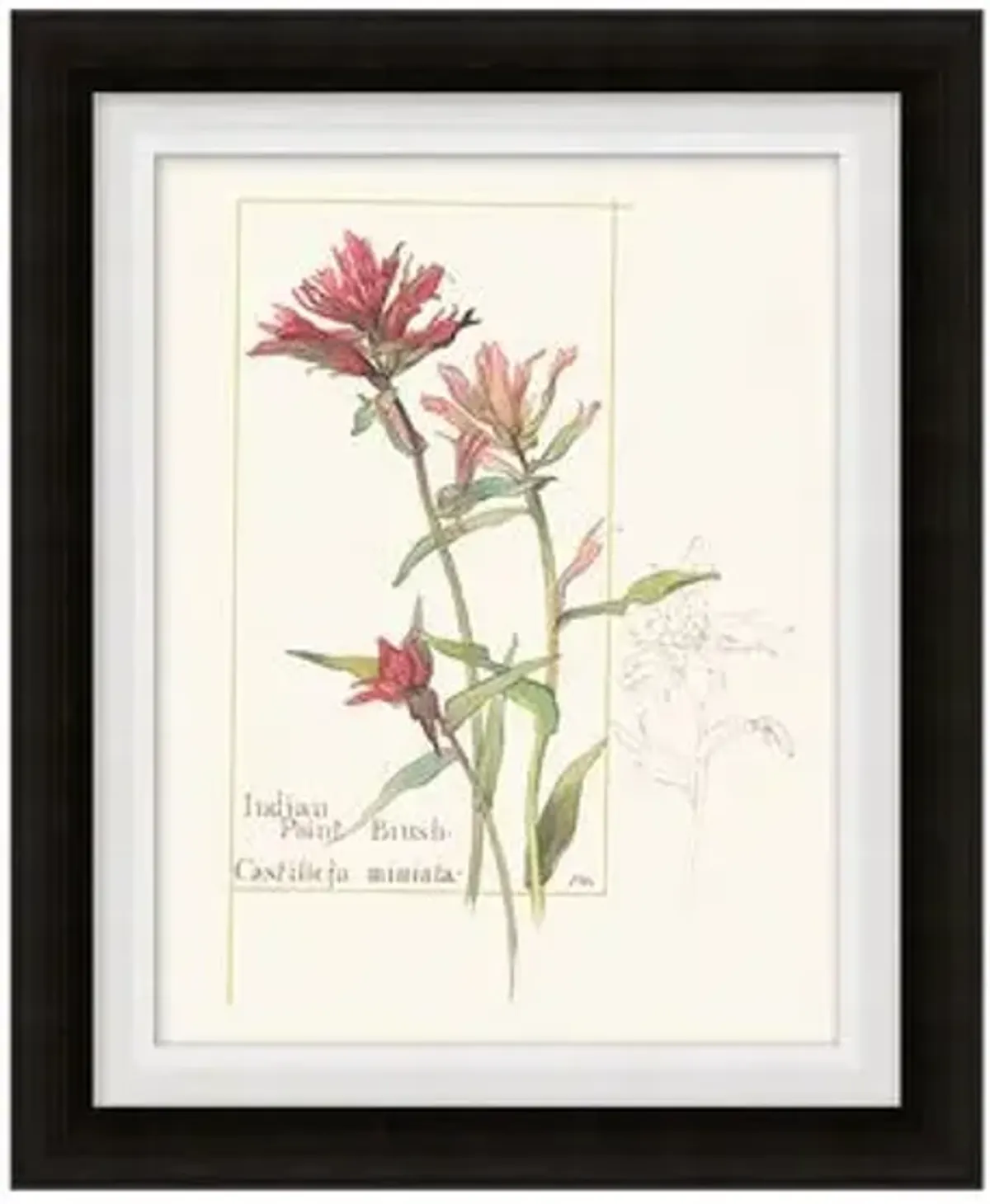 Floral Lithograph II