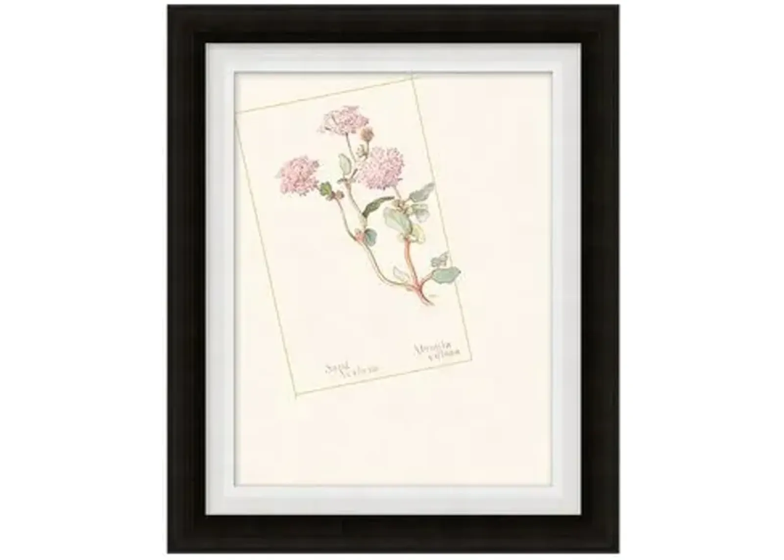 Floral Lithograph III