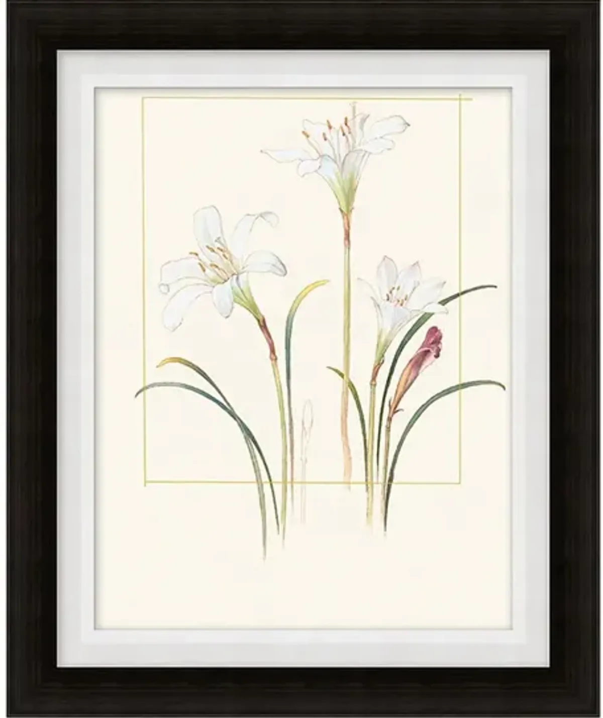 Floral Lithograph IV