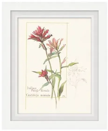 Set of 4 Floral Lithographs