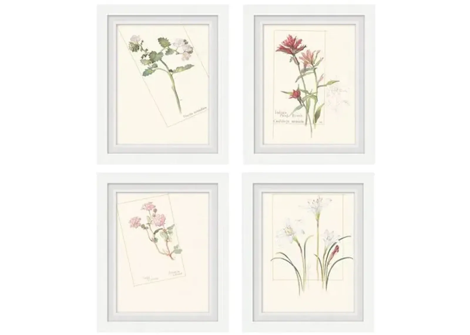 Set of 4 Floral Lithographs