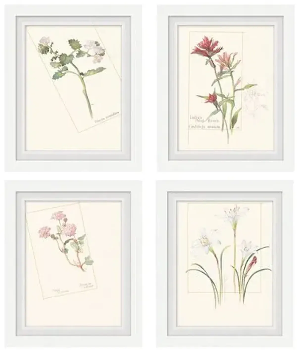 Set of 4 Floral Lithographs